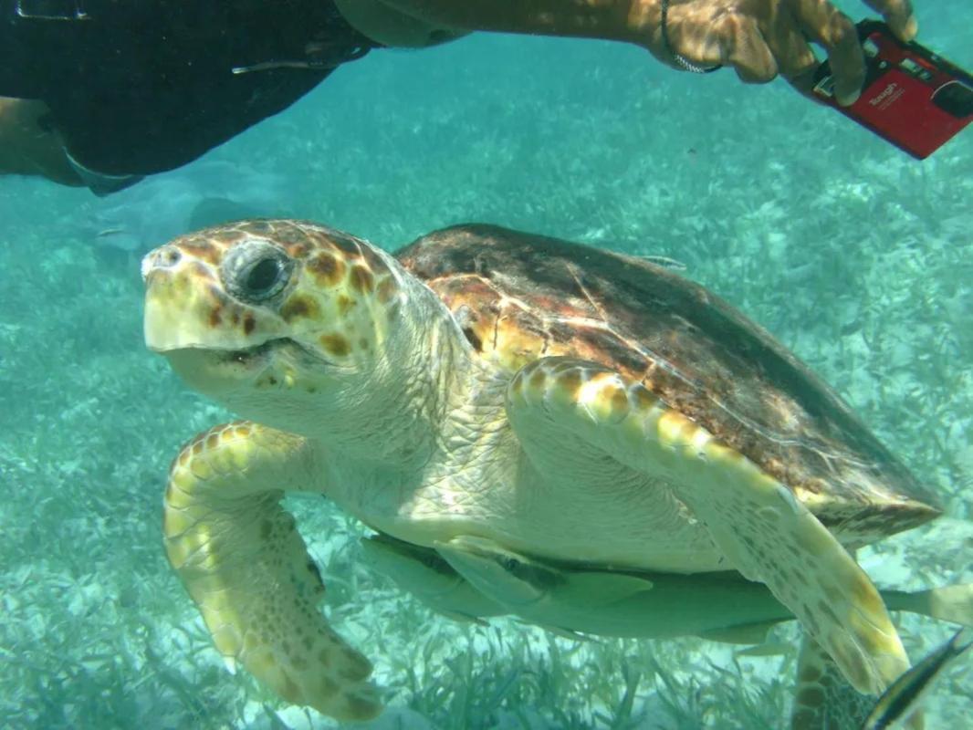 Tropical Paradise Caye Caulker Luaran gambar