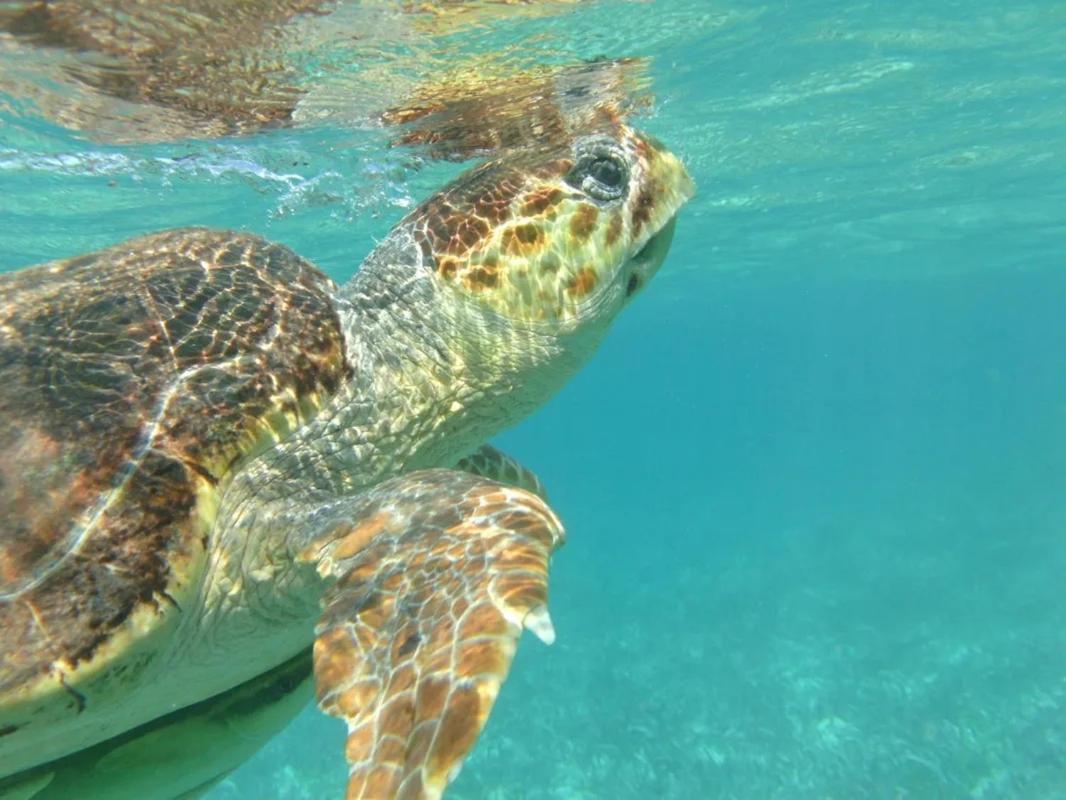 Tropical Paradise Caye Caulker Luaran gambar